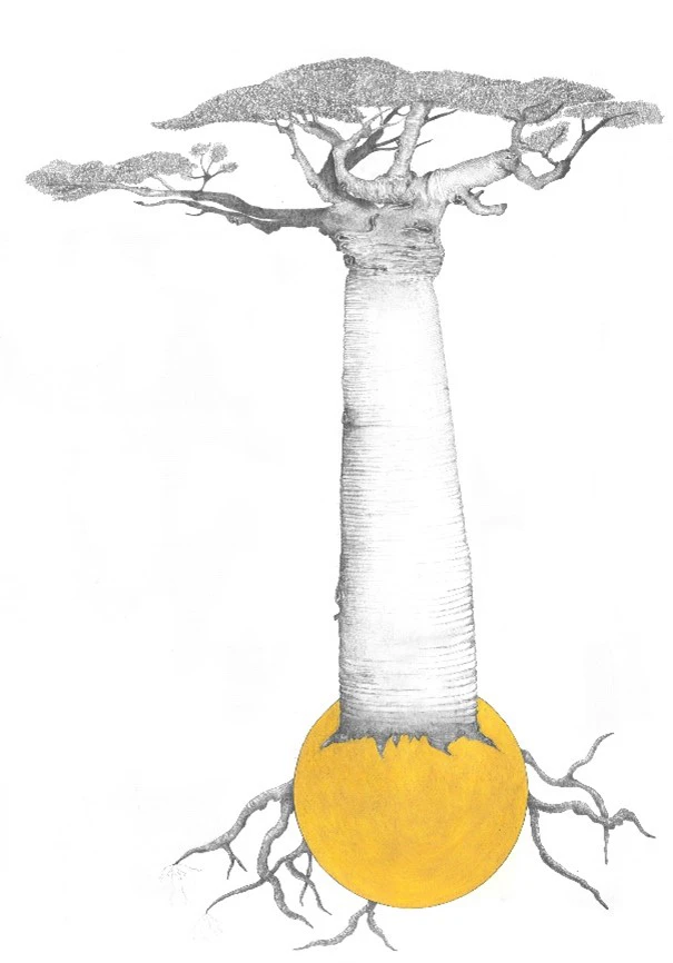 baobab-jennifer-mackay